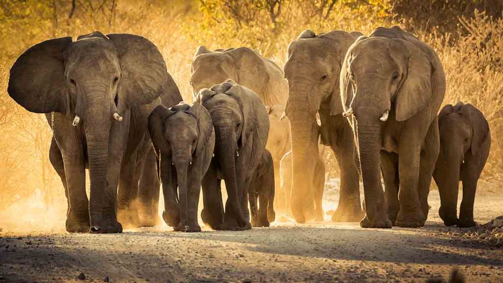 Group of elephants walking on a dirt road,Oshikoto Region,Namibia