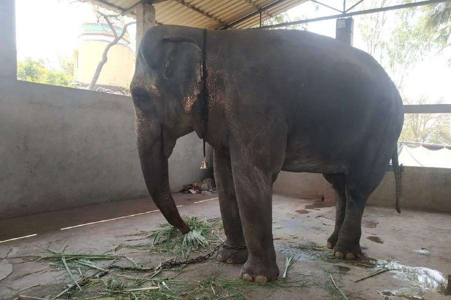 madhavi rescued elephant case vantara